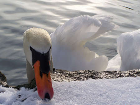 Swanの写真素材