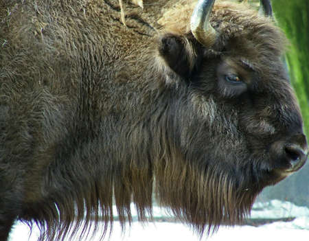 Bisonの写真素材