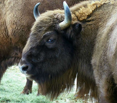 Bisonの写真素材