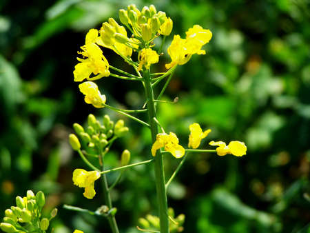 Rape / Colzaの写真素材