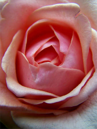 Rose の写真素材