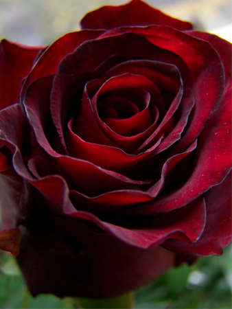 Rose の写真素材