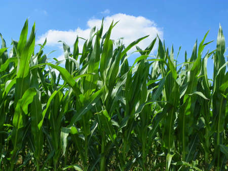 Maize Fieldの写真素材