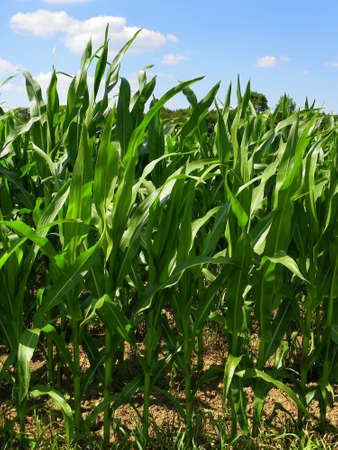 Maize Fieldの写真素材