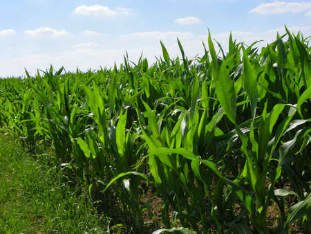 Maize Fieldの写真素材