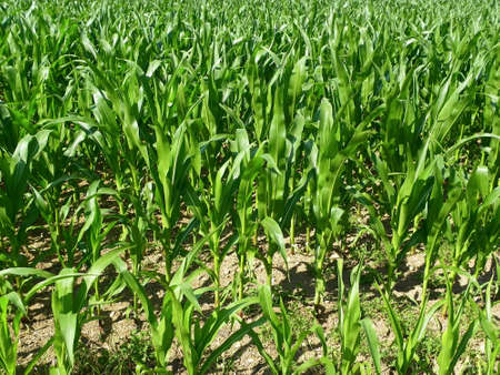 Maize Fieldの写真素材
