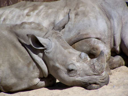 Rhino Childの写真素材