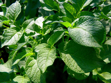 Potato Fieldの写真素材