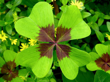 Cloverの写真素材