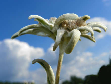 Edelweiss Alpine Flowerの写真素材