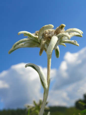 Edelweiss Alpine Flowerの写真素材