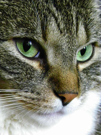 Cat Eyesの写真素材