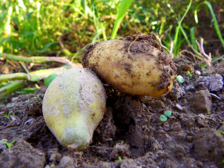 Potato Fieldの写真素材