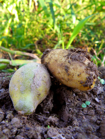 Potato Fieldの写真素材
