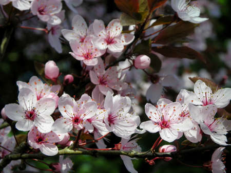 Cherry Blossomの写真素材
