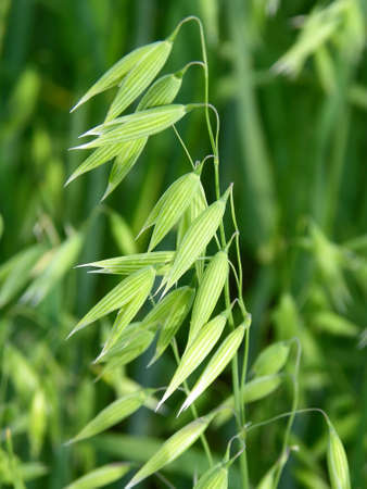 Oatの写真素材