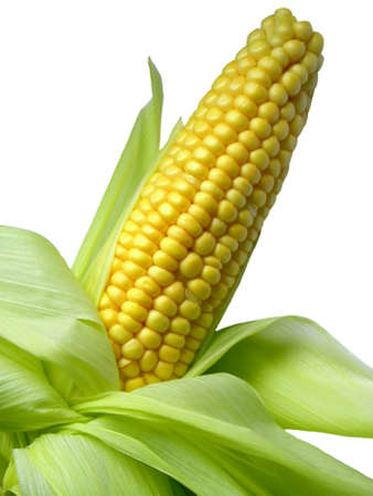Maize の写真素材