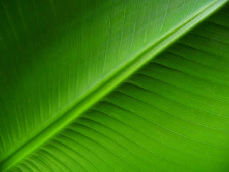 Banana leafの写真素材