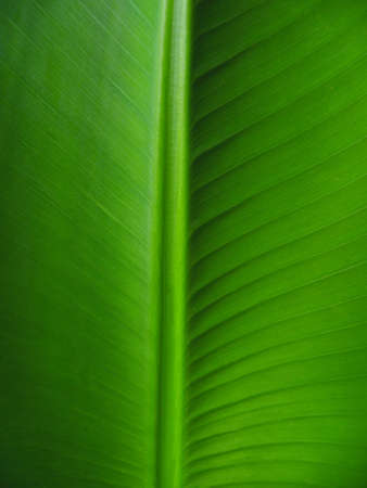 Banana leafの写真素材