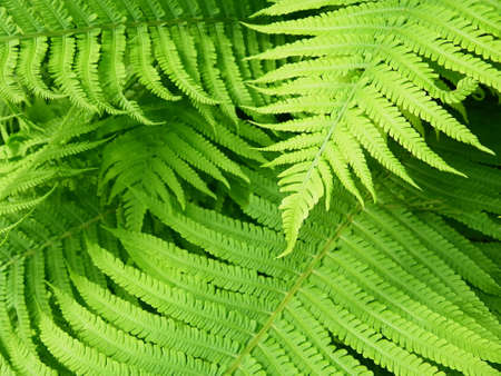 Fernの写真素材