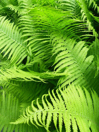 Fernの写真素材