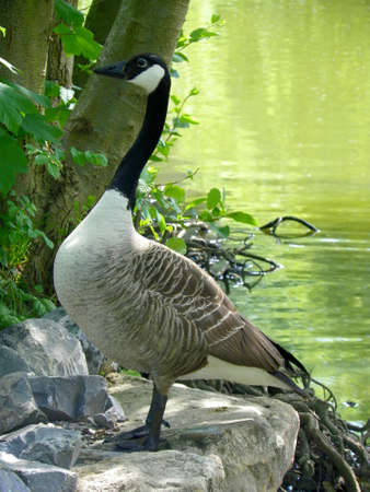 Canada Gooseの写真素材