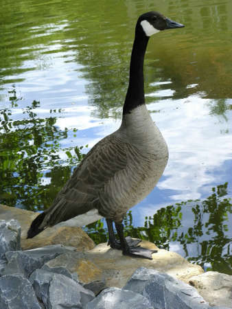 Canada Gooseの写真素材