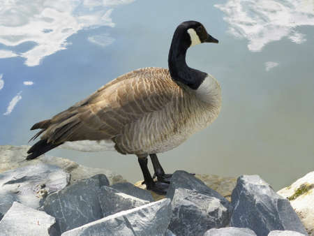Canada Gooseの写真素材