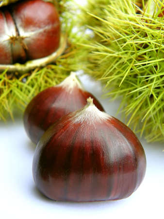 Chestnutの写真素材
