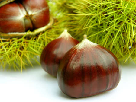 Chestnutの写真素材