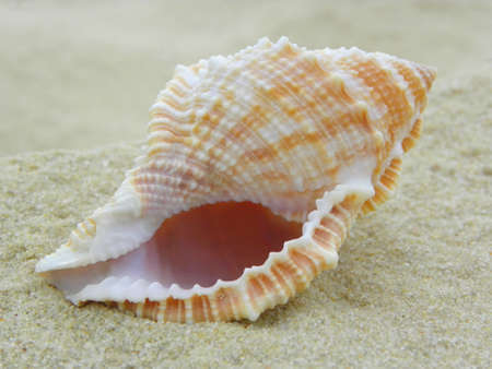 Nautilus Shell