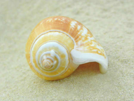 Nautilus Shellの写真素材