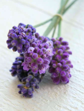 Image of fresh lavender flowersの写真素材