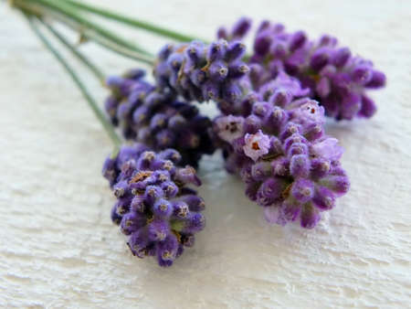 Image of fresh lavender flowersの写真素材