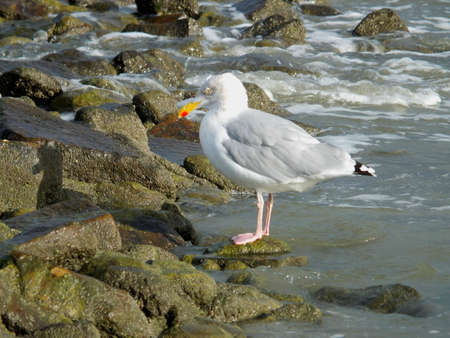 European herring gullの写真素材