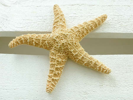 Image of a starfishの写真素材