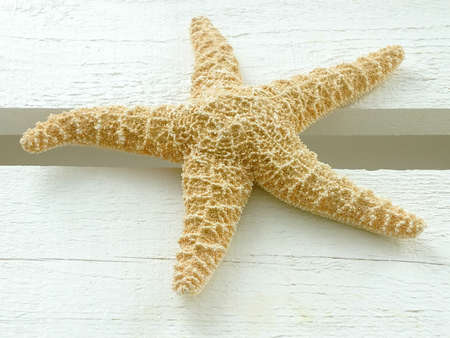 Image of a starfishの写真素材