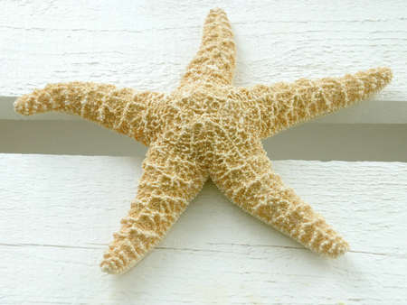 Image of a starfishの写真素材