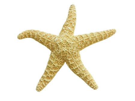 Image of a starfishの写真素材