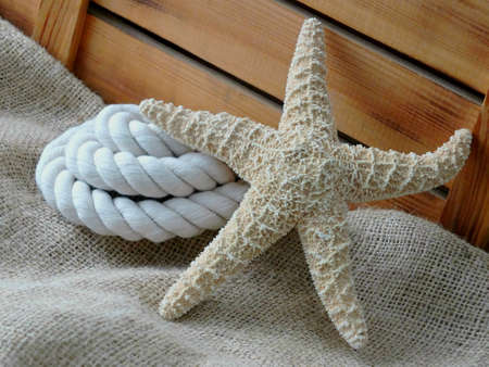 Image of a starfishの写真素材