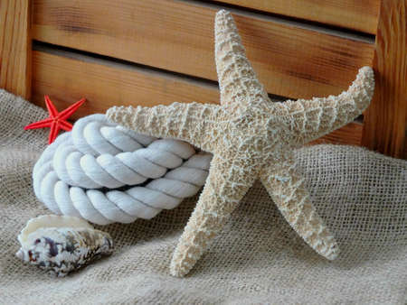 Image of a starfishの写真素材