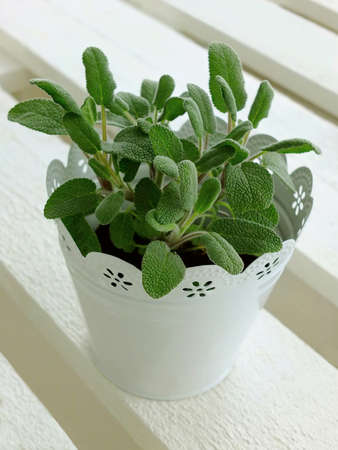 Image of a sage plantの写真素材