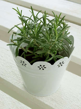 Image of a rosemary plantの写真素材