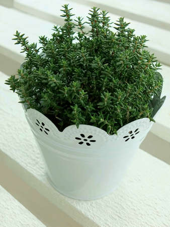 Image of a thyme plantの写真素材