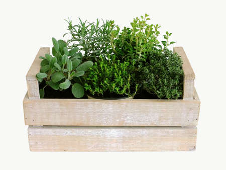 Image of mixed herbs in boxの写真素材