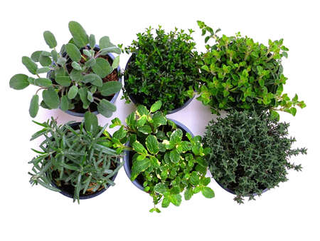 Image of mixed herbs in flower potの写真素材
