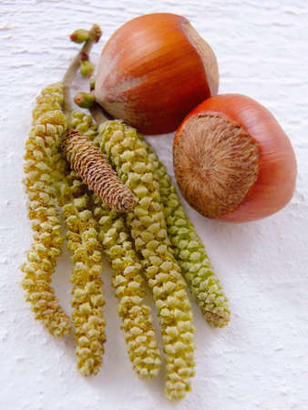 blooming hazelnut branchの写真素材