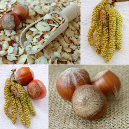 A collage of hazelnutsの写真素材