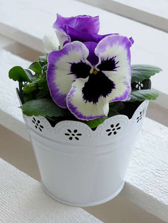 pansies in a flower potの写真素材