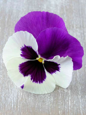Image of purple and white pansyの写真素材